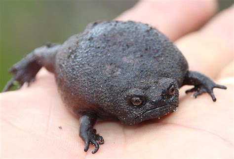 sapo preto da chuva